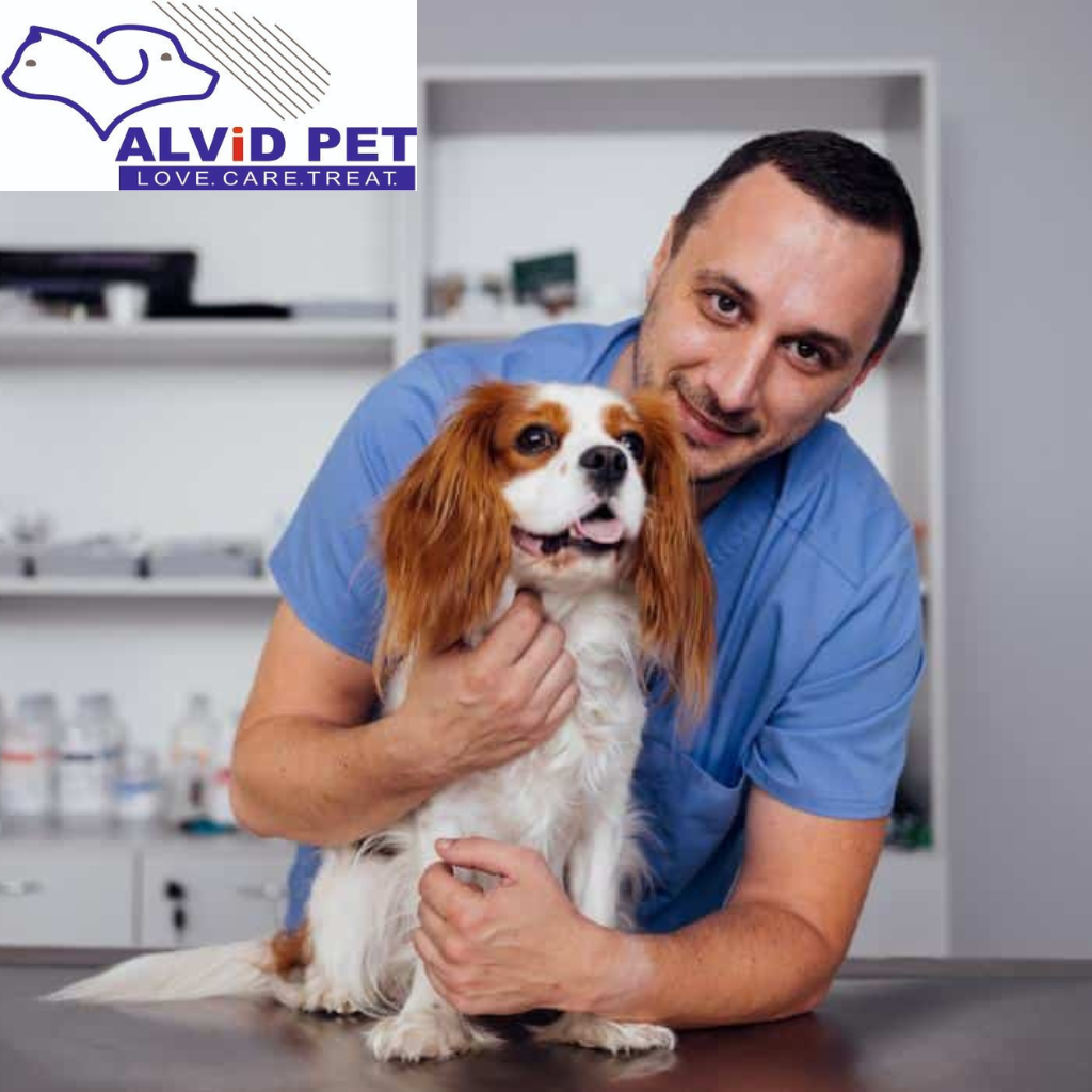 The Importance of Regular Veterinary Care for Your Pet