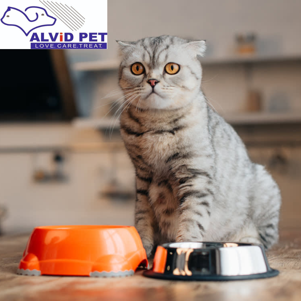 A Guide to Buying Cat Medicine Online Safely