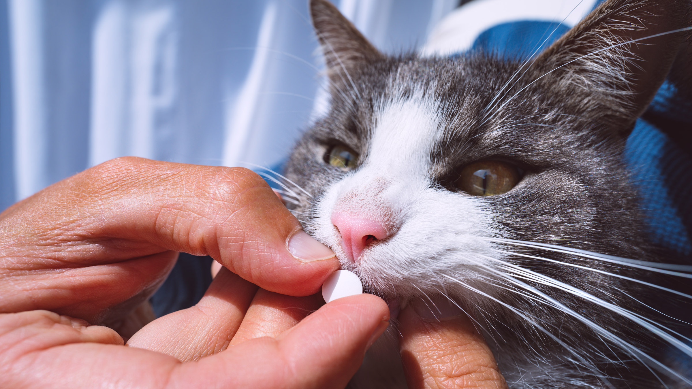  cat medicine online