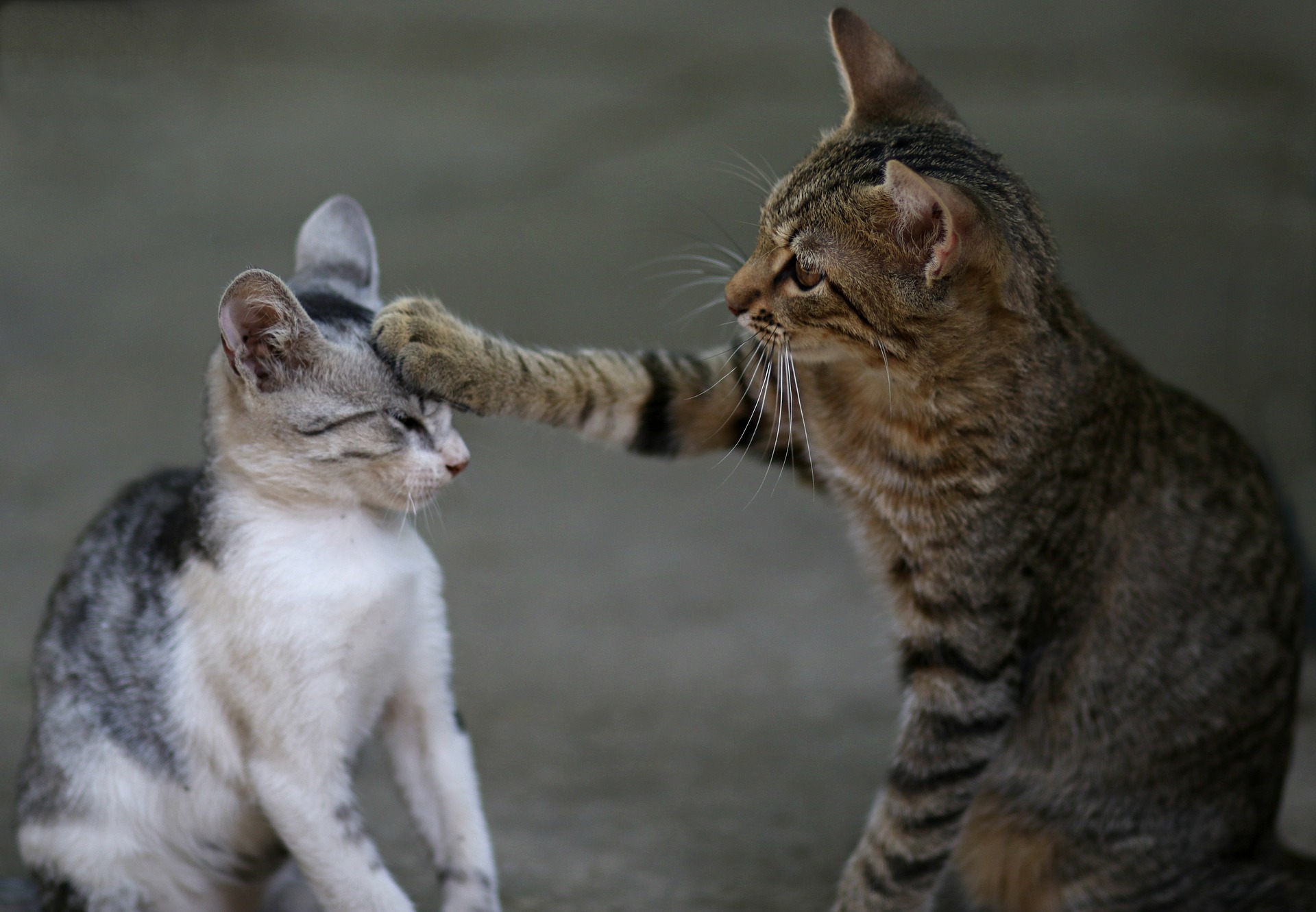 Cat Smacking Another Cat