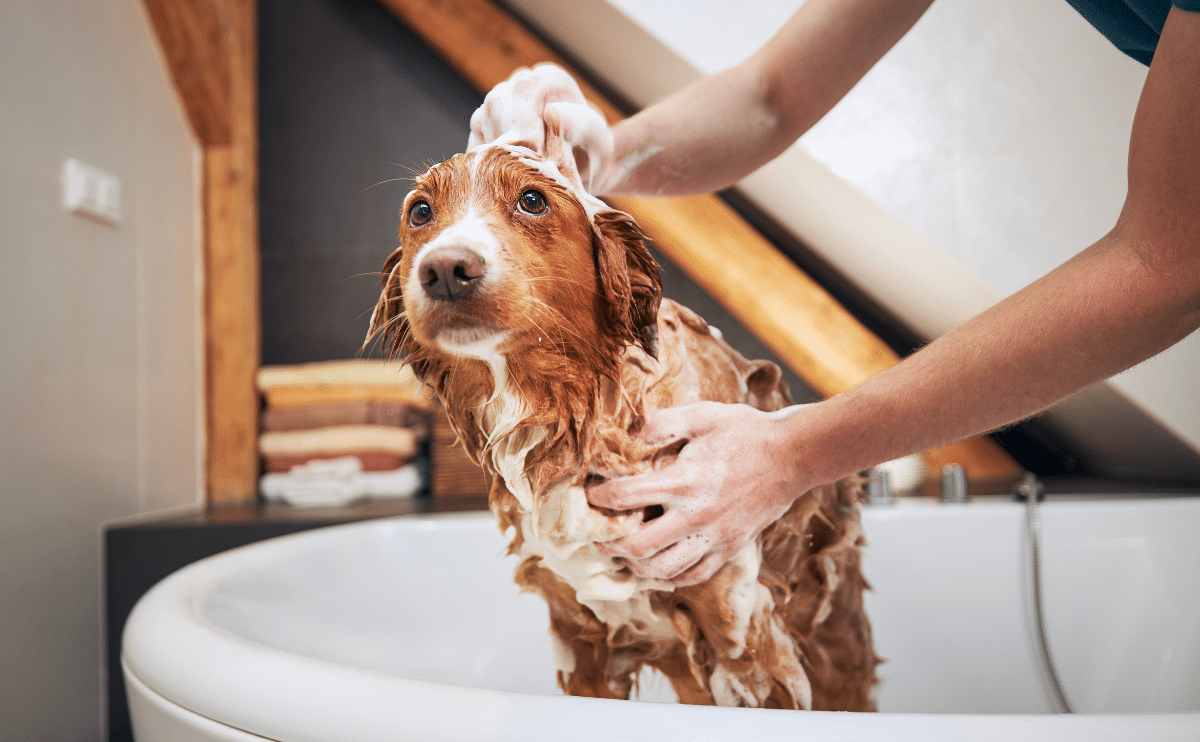 Dog Being Lathered In A Bathtub