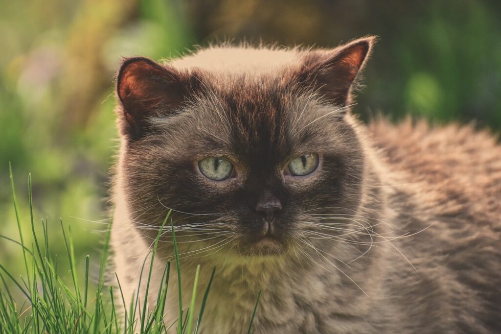 most popular cats breeds