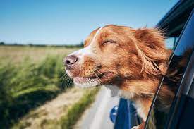 tips for travelling with pets