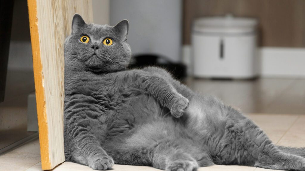 obesity in cats causes