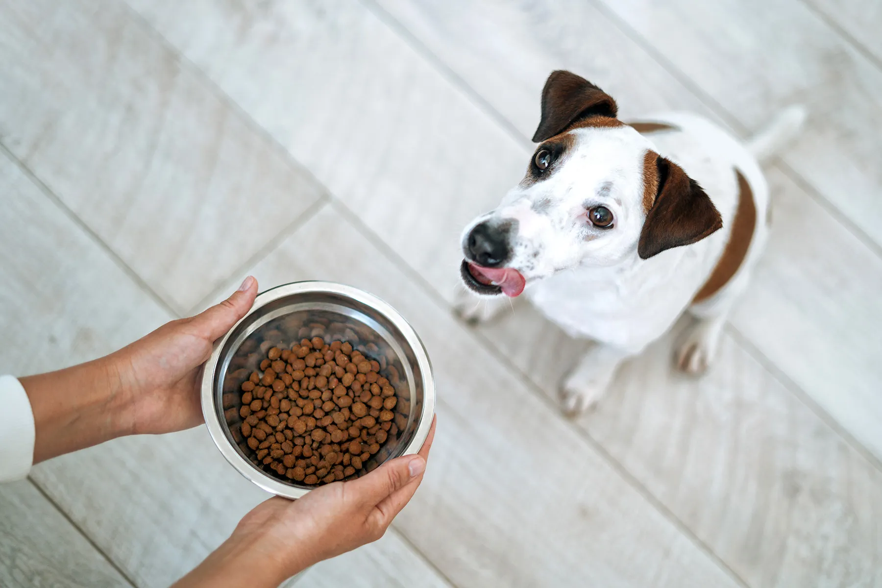 Probiotics for Dogs: Does Your Dog Need Them?