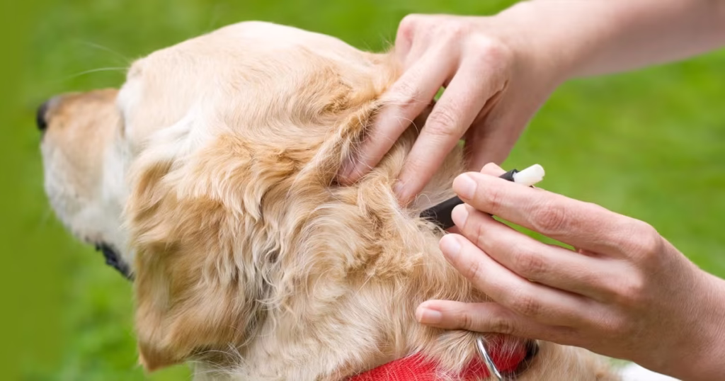 Dog The Ultimate Remedy for Tick and Flea Removal for Dogs