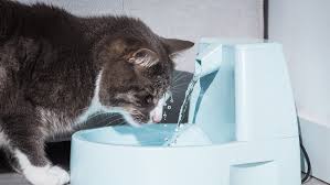 Why Your Cat Won’t Drink Water and What to Do