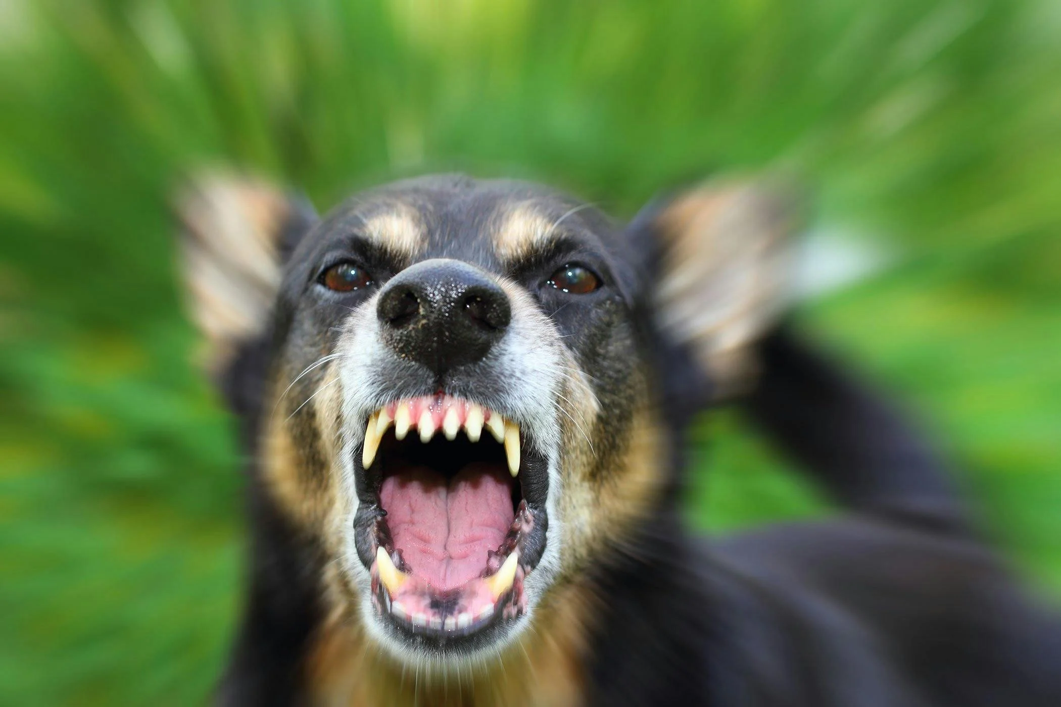 Rabies in Dogs – Vaccine, Symptoms, and What You Should Know