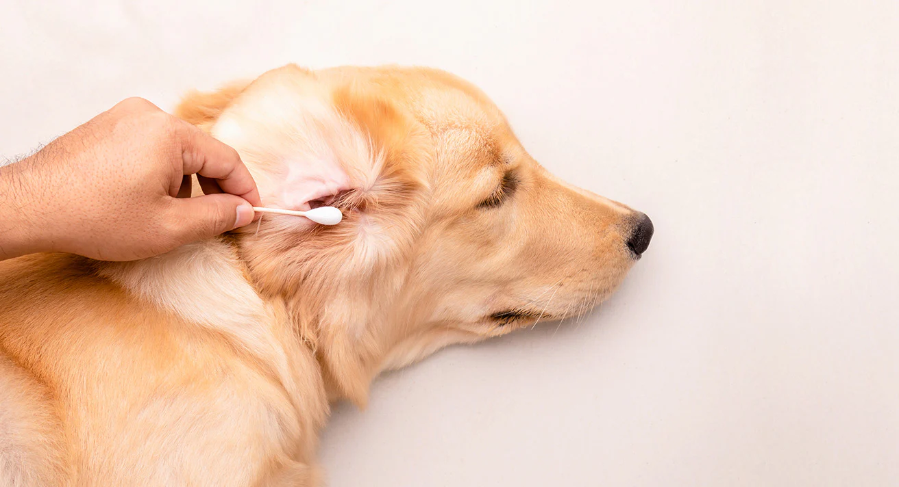 solution to clean dog’s ears