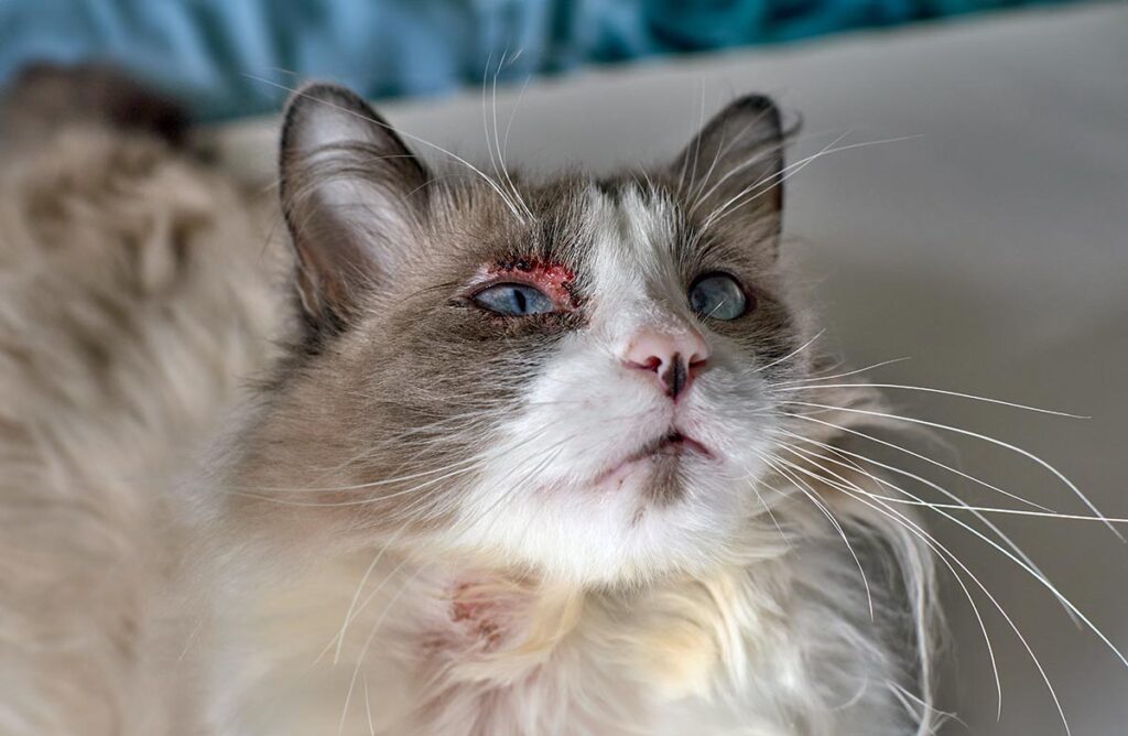Allergies in cats