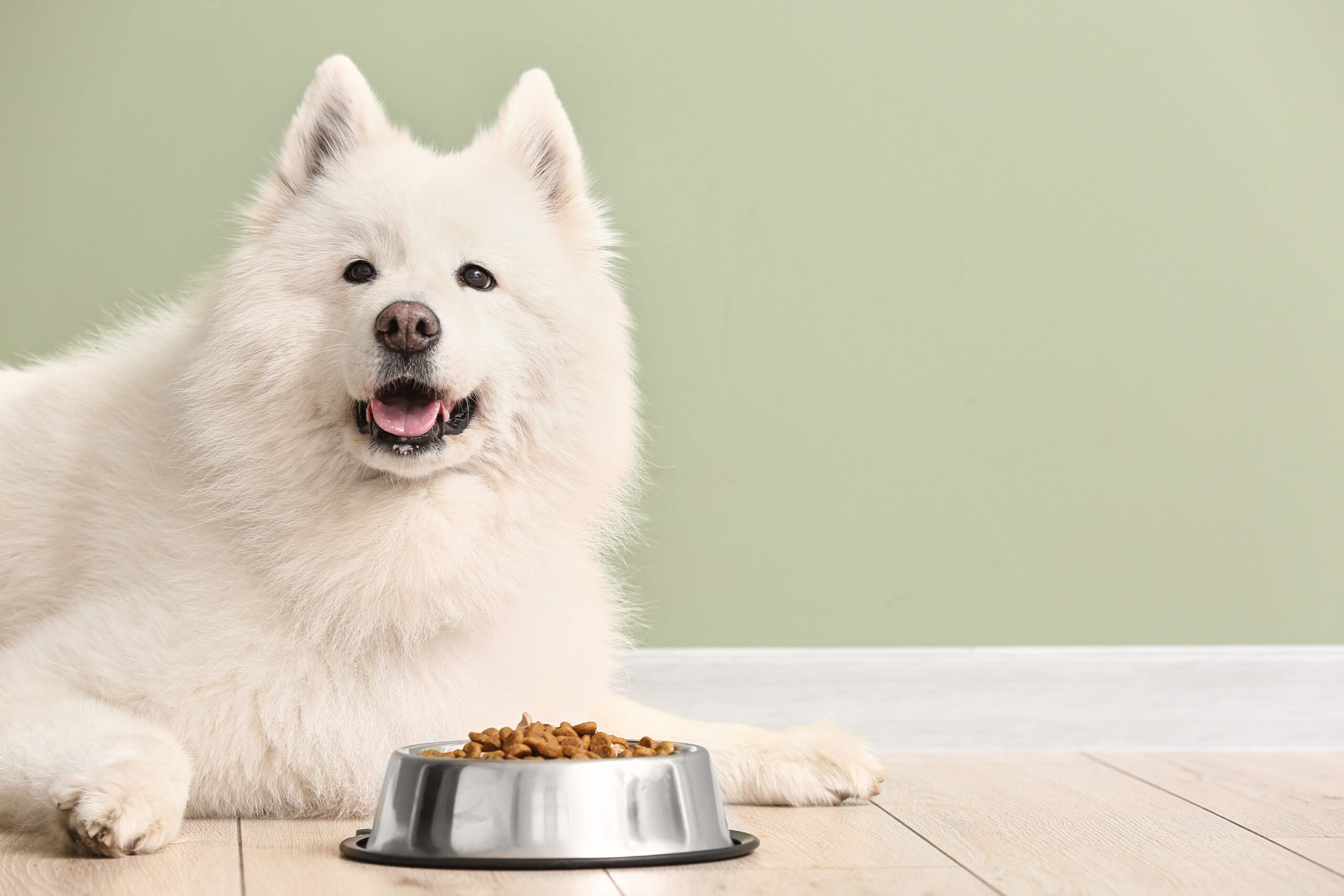nutritious food for dogs