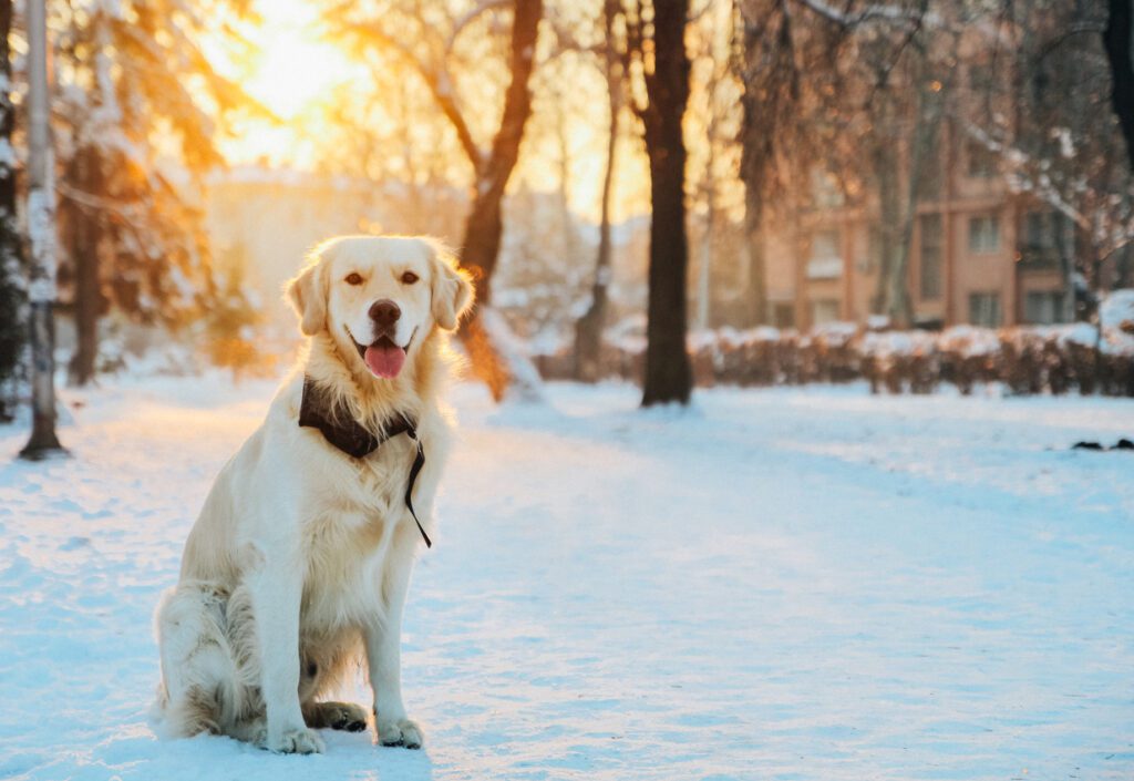Winter Dog Grooming Advice