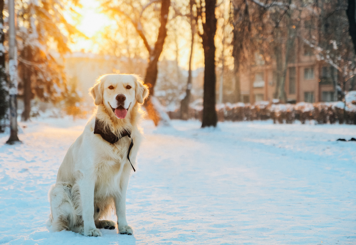 Winter Dog Grooming Advice