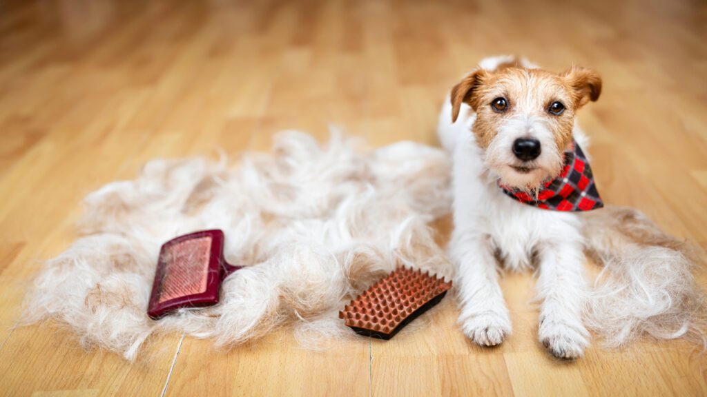 Ways to Control Dog Shedding