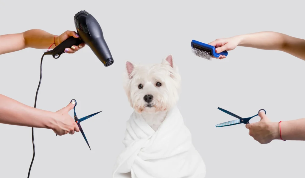 Benefits of Pet Grooming