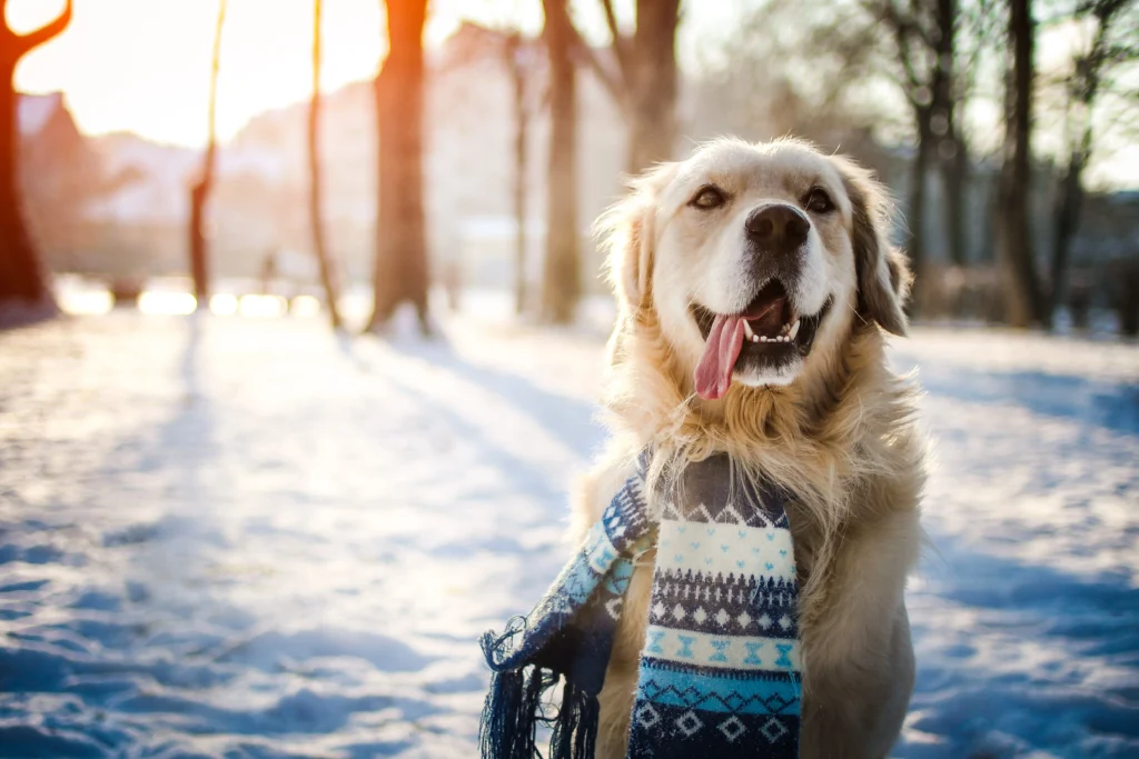 cold weather affects your pet’s health