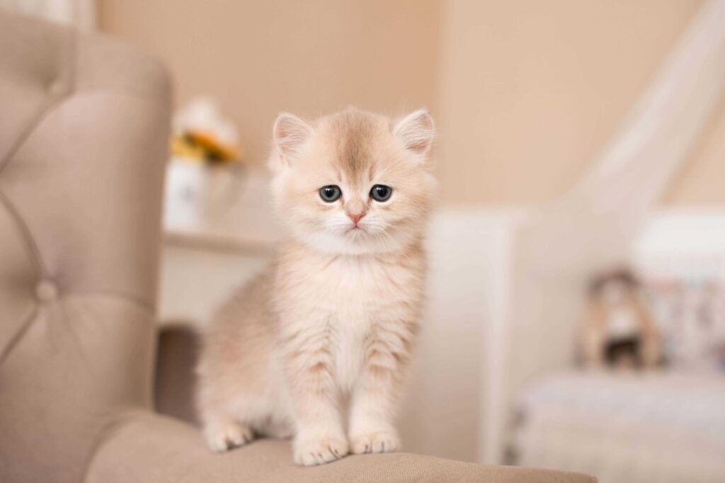 British Longhair Cat Prices in India