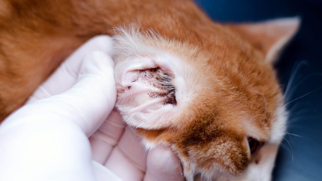 tips to treat ear mites in cats
