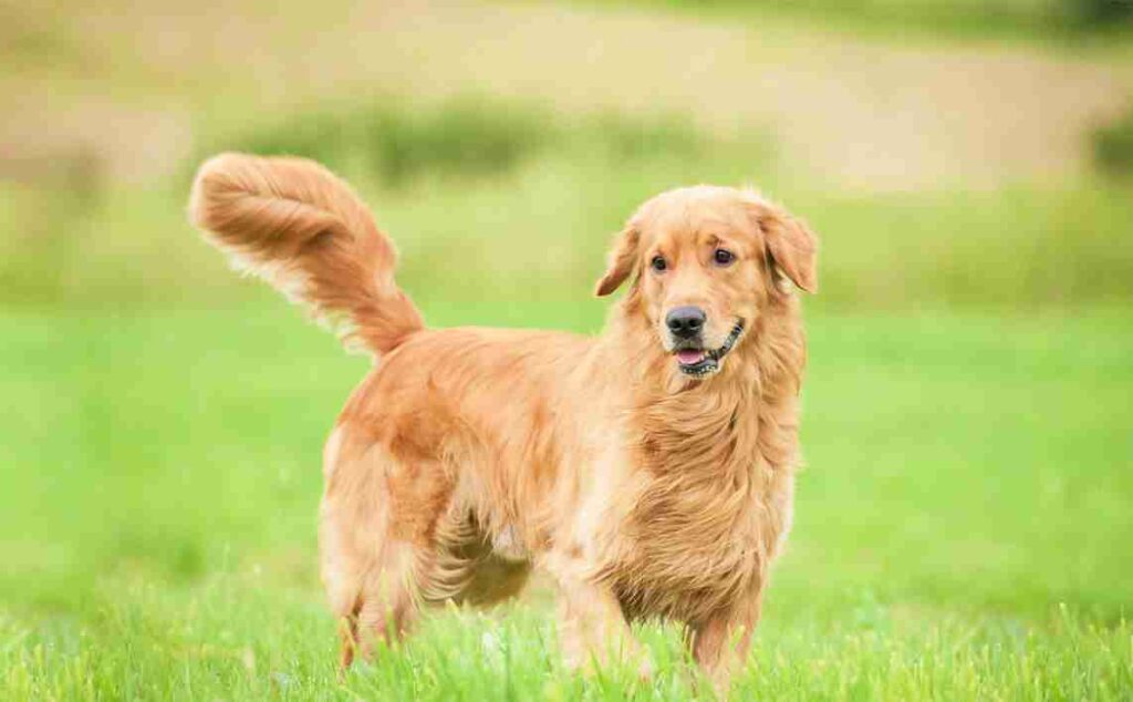 Current image: Read Dog Tail Wags