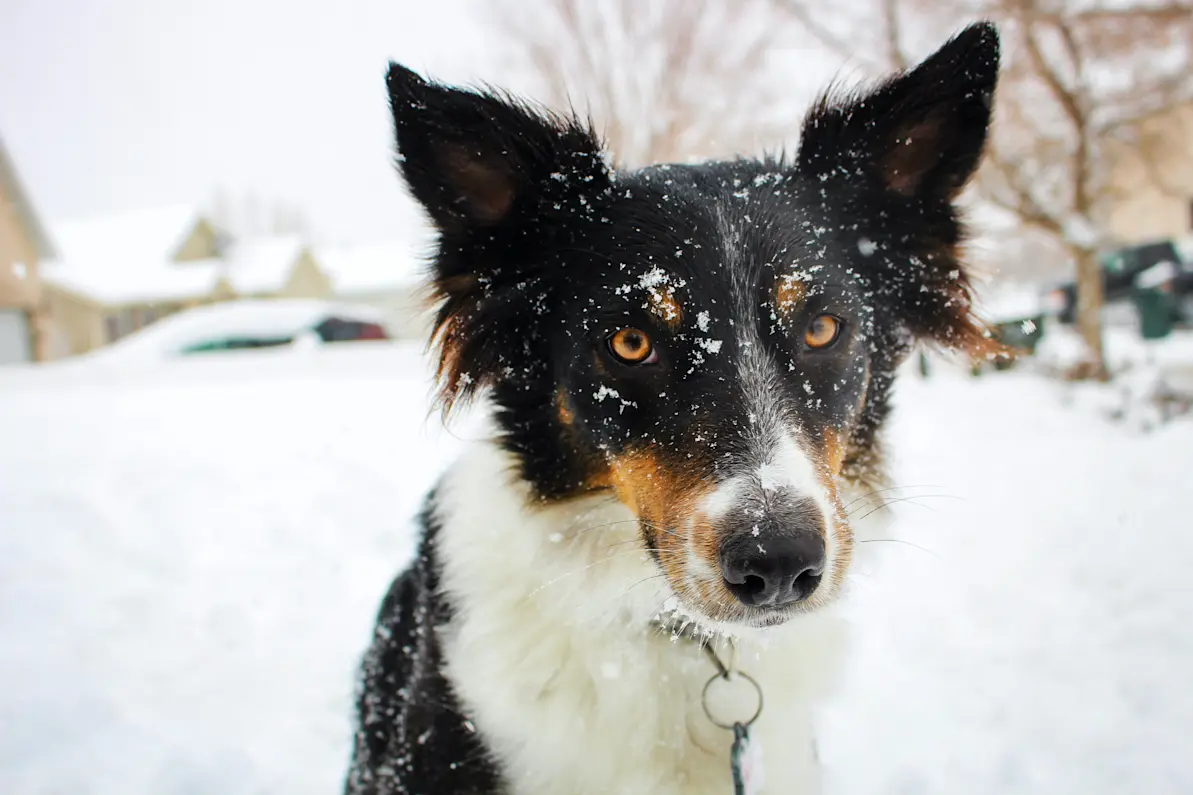 Dog Diseases in Winter