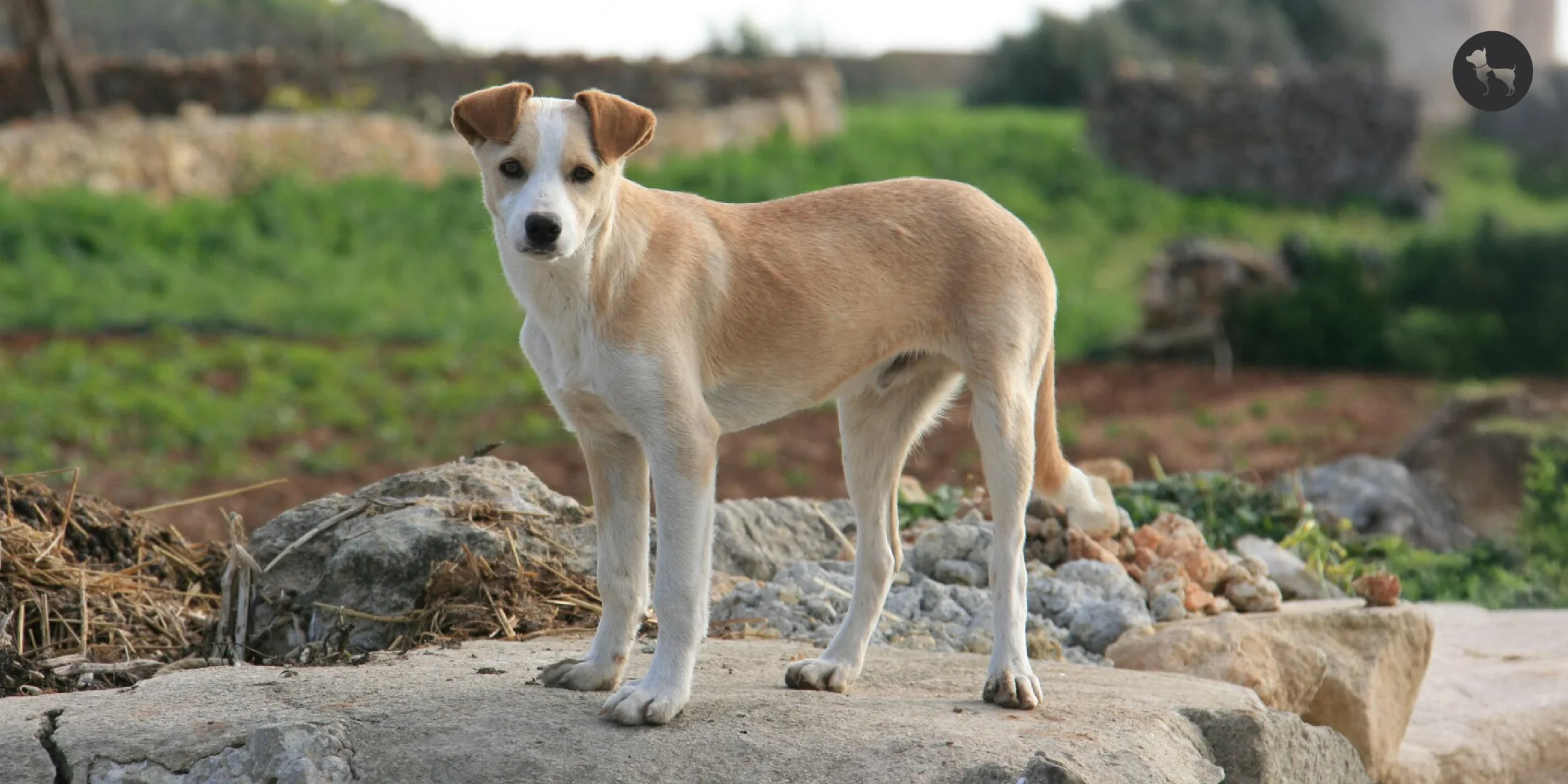 Best Dog for Cold Weather