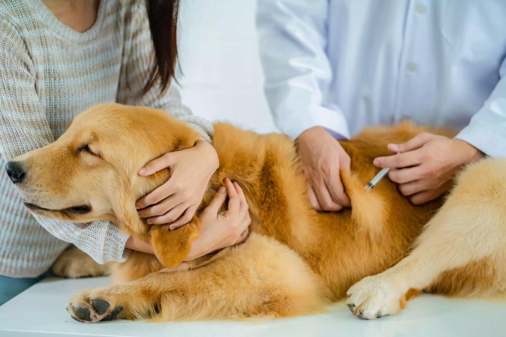 Dog Vaccination Cost India