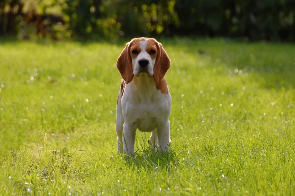 Dog Lifespan in India