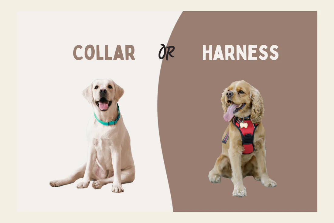 Dog Harness vs Collar for Dogs