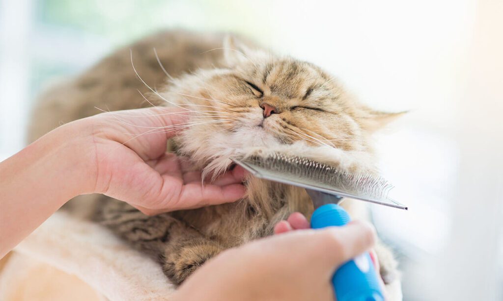 Ultimate Guide to Matted Cat Fur