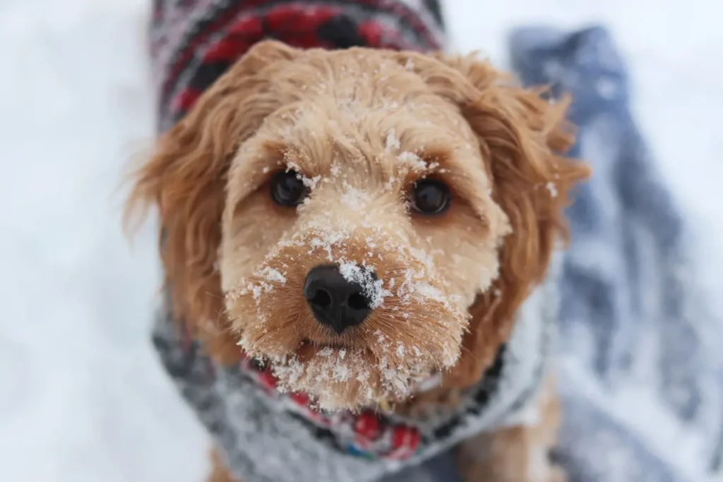 Winter illnesses in Pets