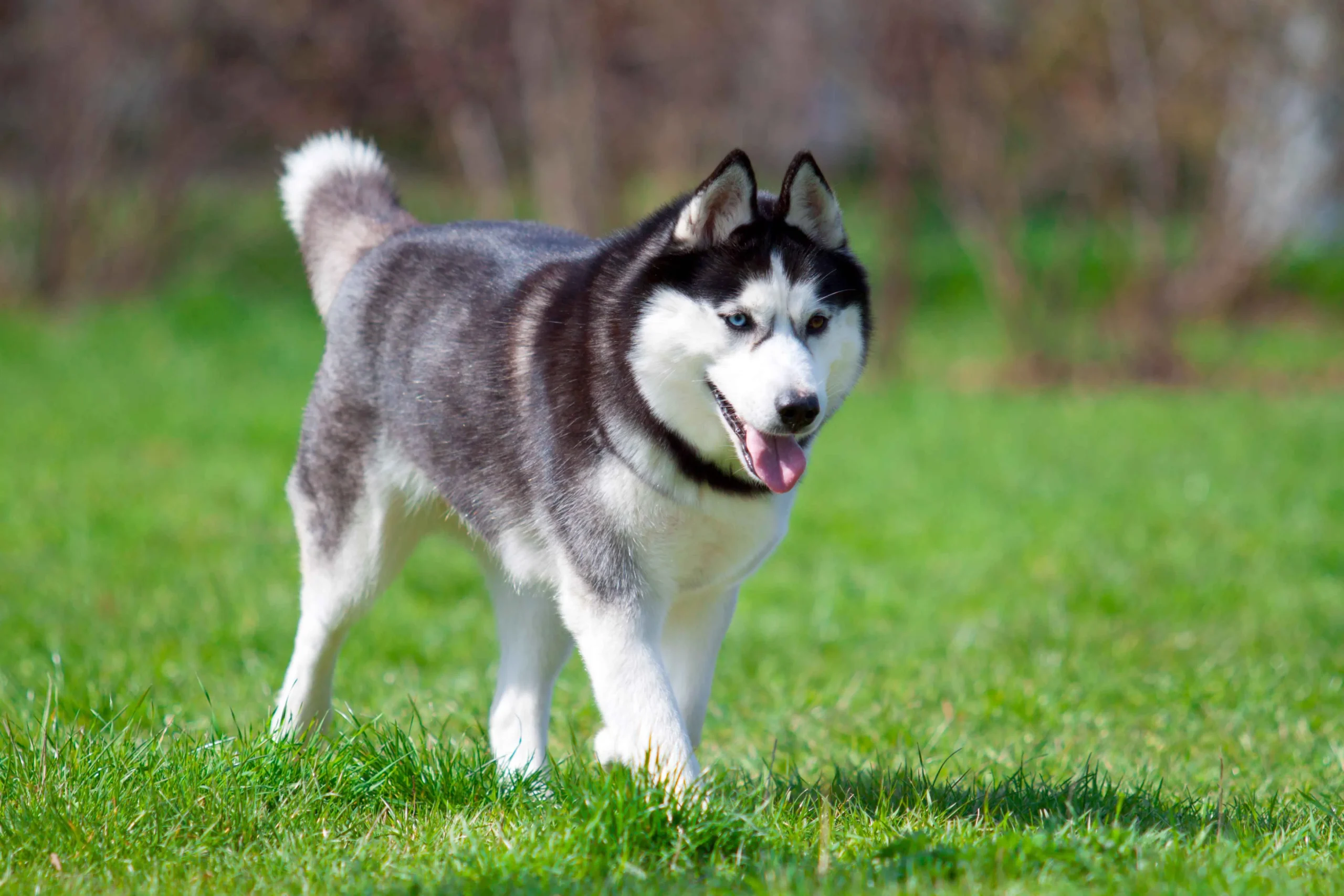 Husky Dog Price